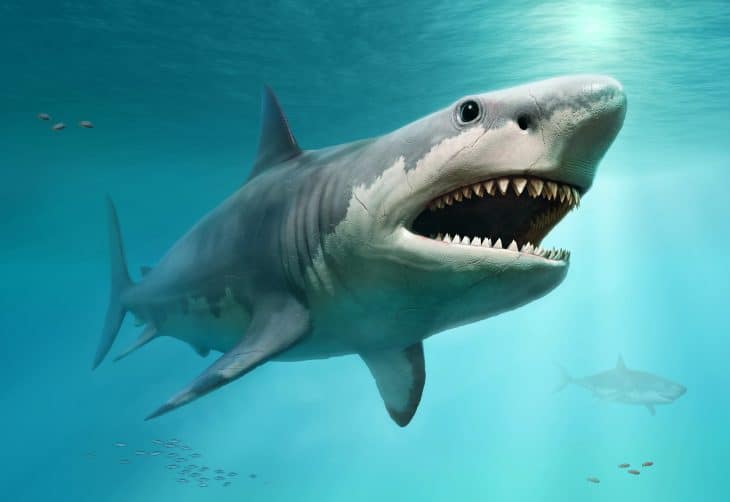 Megalodon Facts, Megalodon