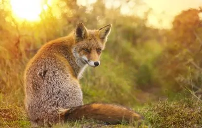 50 Fox Facts  Secrets You Want To Know 