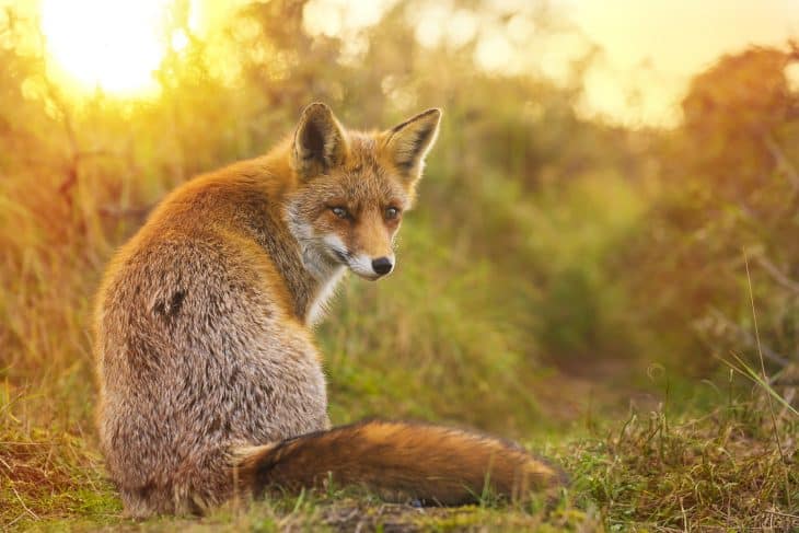 fox facts, wild red fox