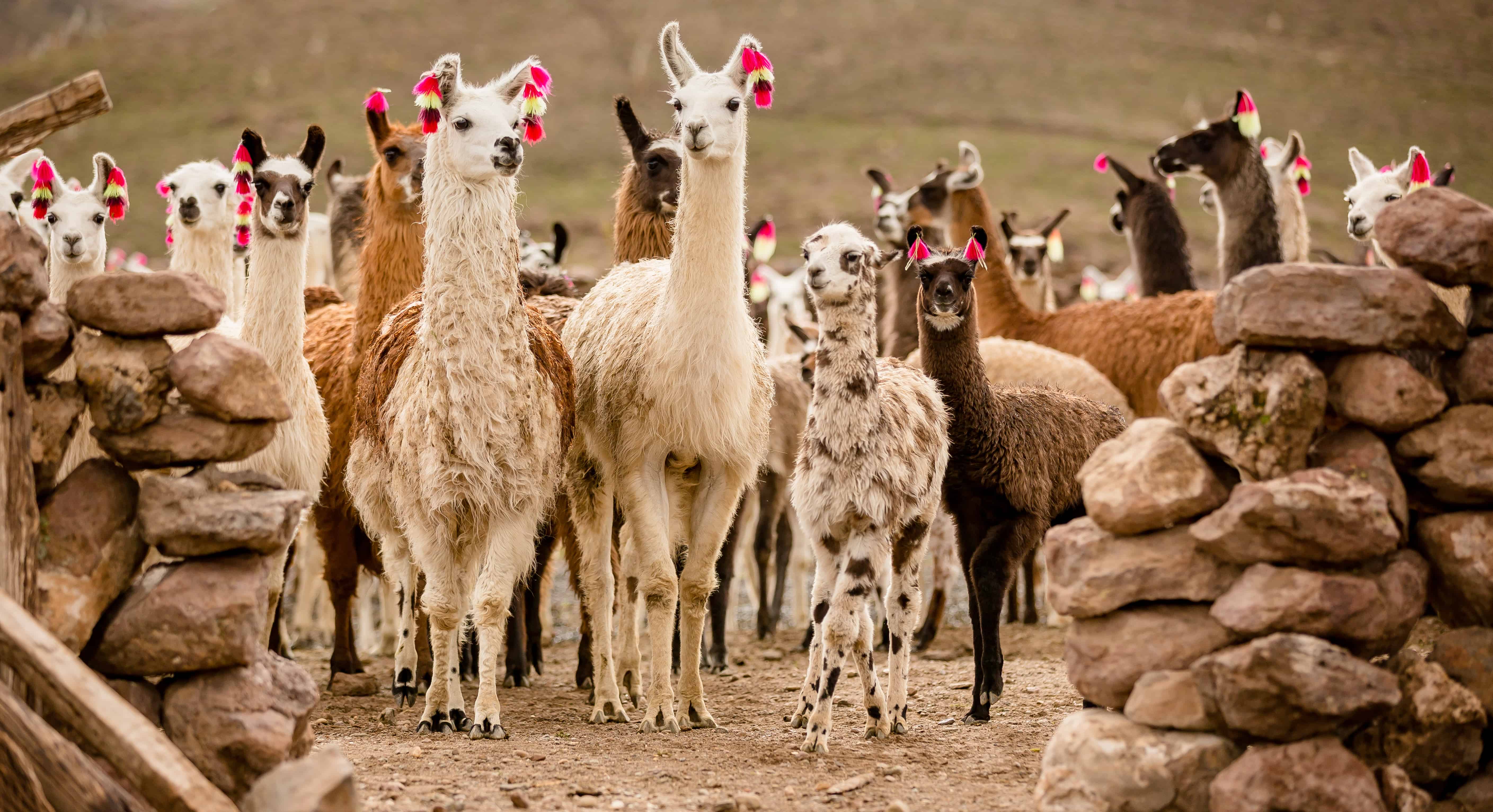 50 Beautiful Llama Facts You Don't Want To Miss | Facts.net