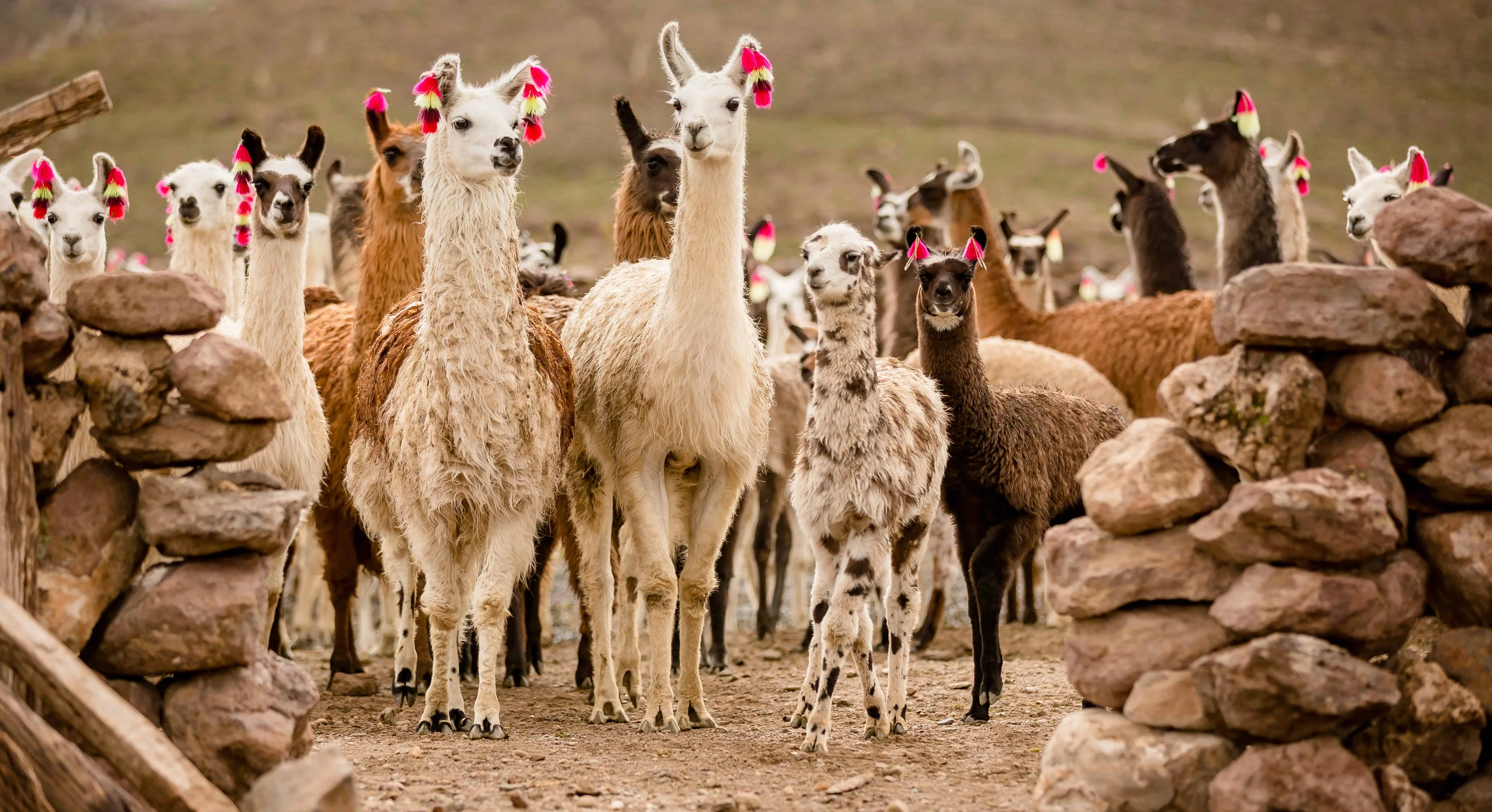 50-beautiful-llama-facts-you-don-t-want-to-miss-facts