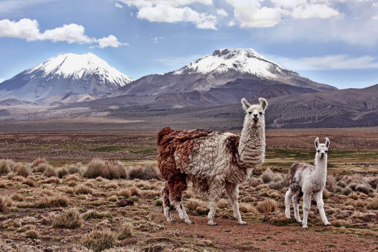 50 Beautiful Llama Facts You Don't Want To Miss