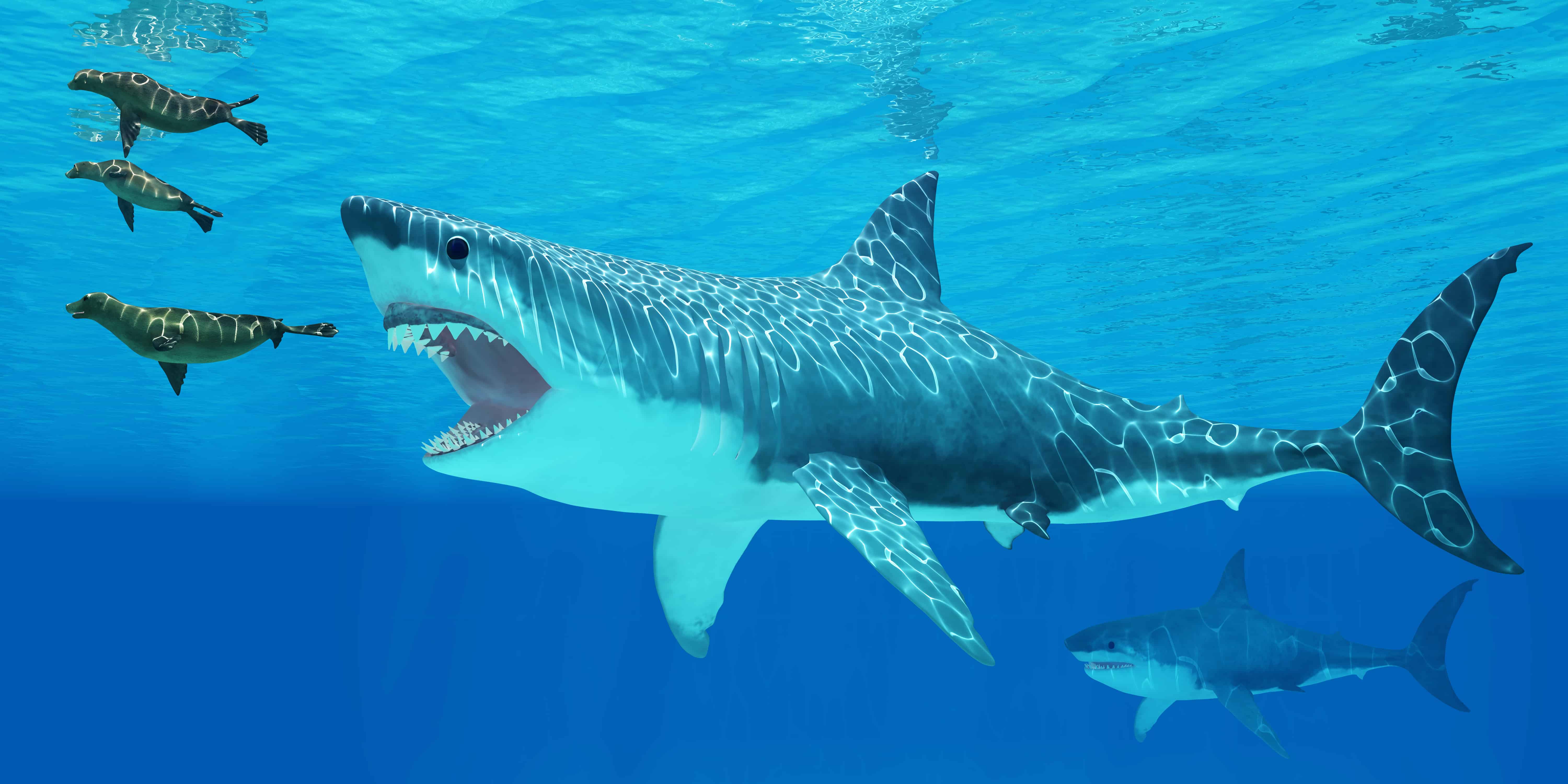 Megalodon Facts, Megalodon prey