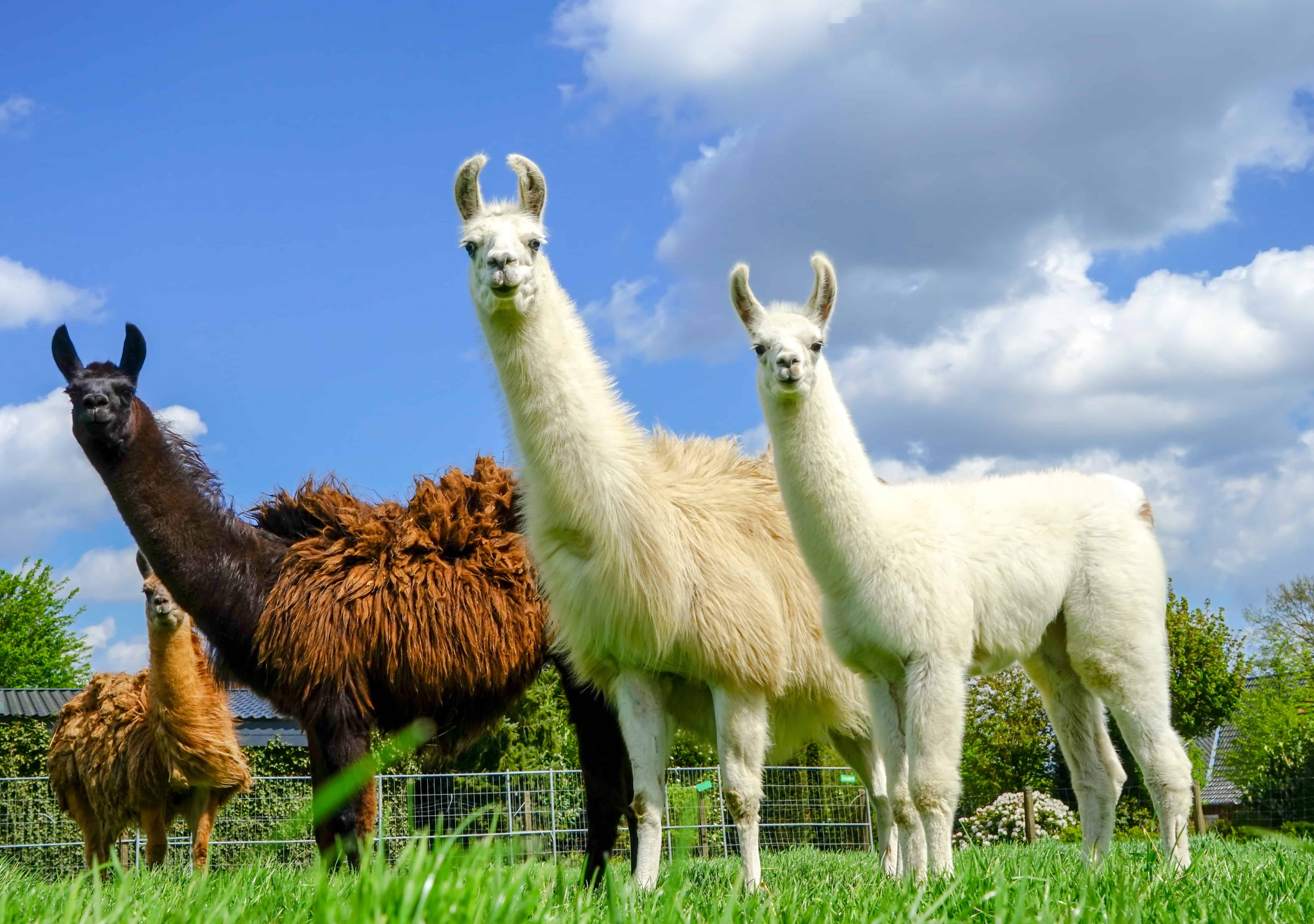 50 Beautiful Llama Facts You Don't Want To Miss - Facts.net