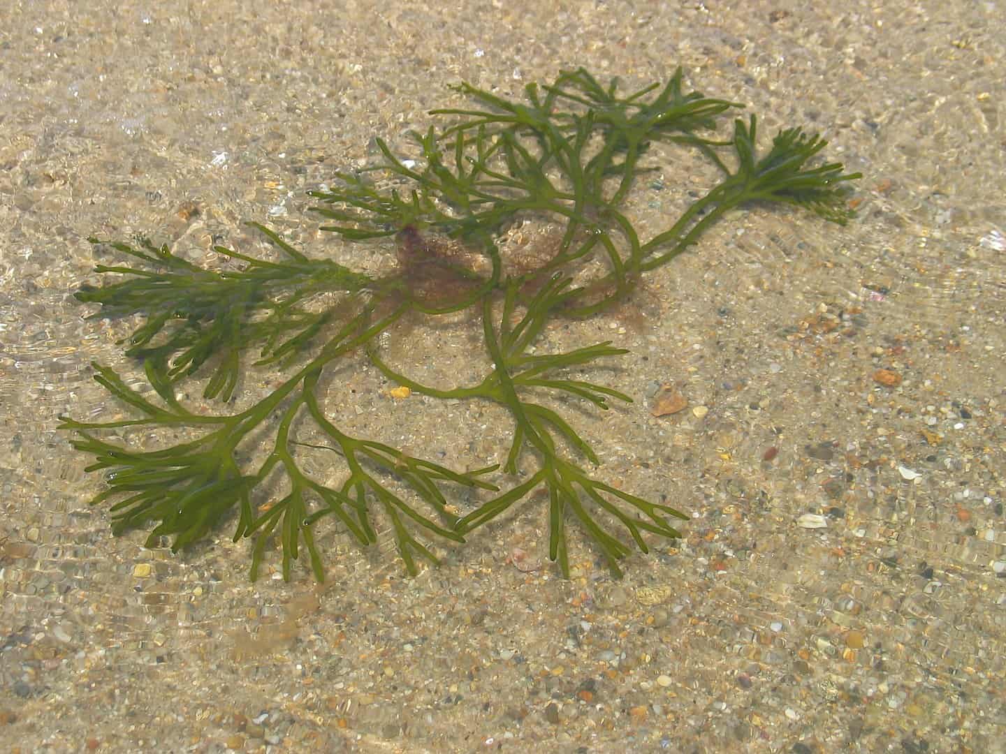 Lobster Facts, Atlantic Seaweed