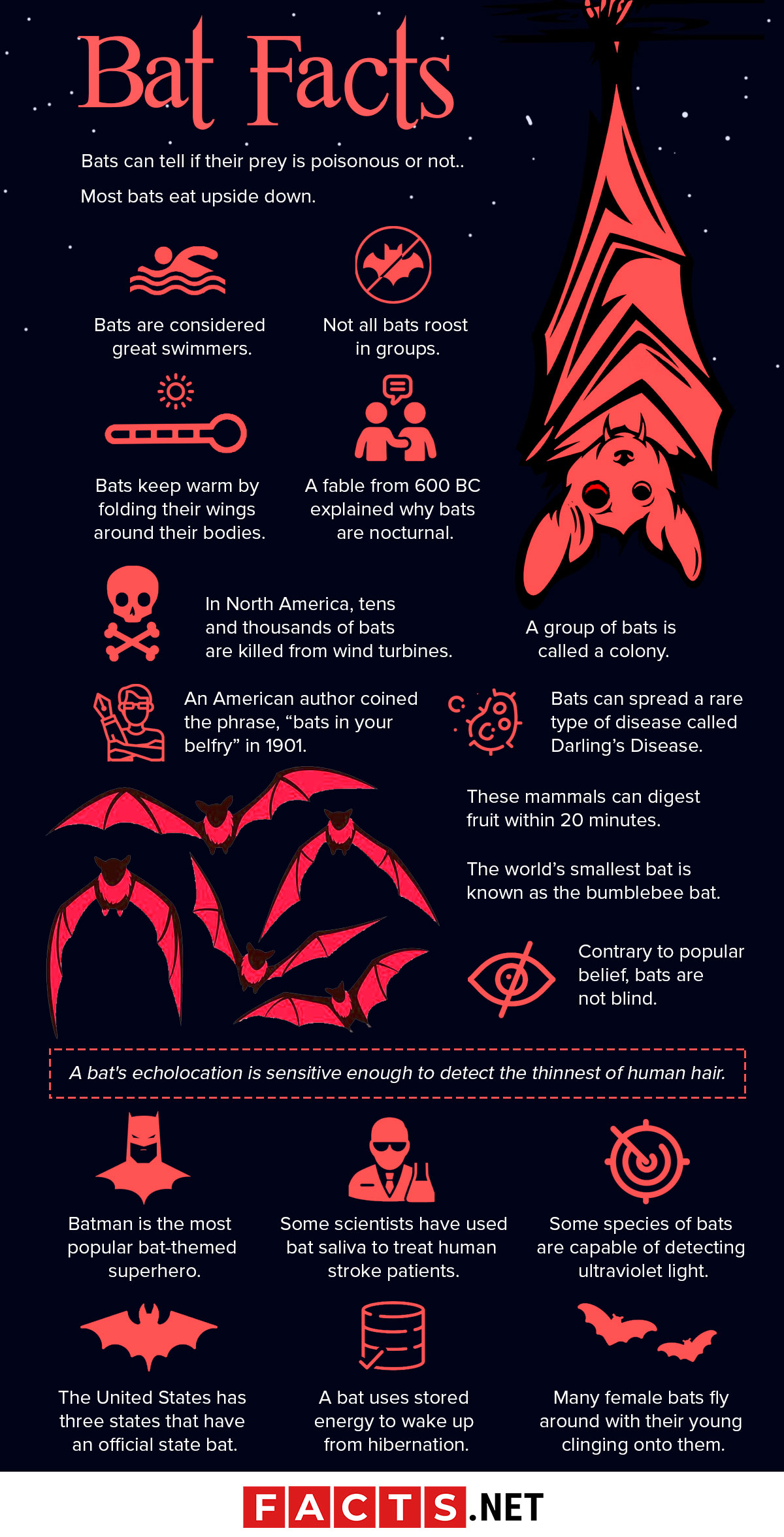 Printable Bat Facts