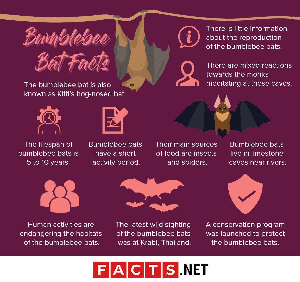 Discover the Bumblebee Bat, the world's tiniest bat found only in