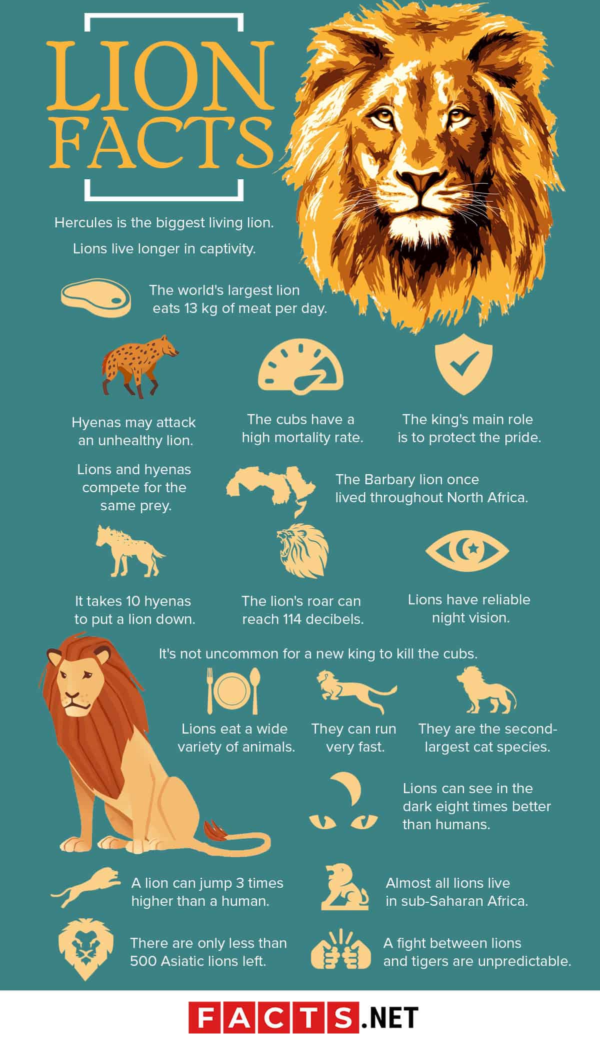 Lion Animal Facts  Panthera leo - Apex Predator Facts, Pictures, Habitat,  and More!
