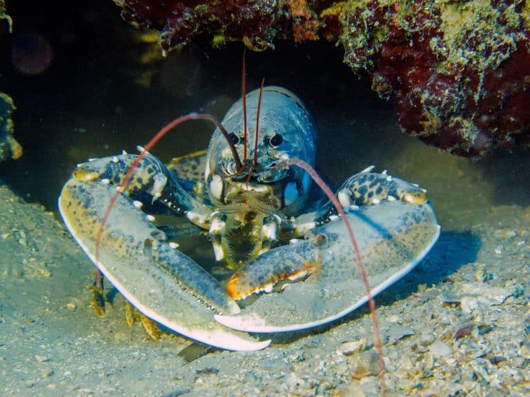 120 Surprising Lobster Facts That You Never Knew About