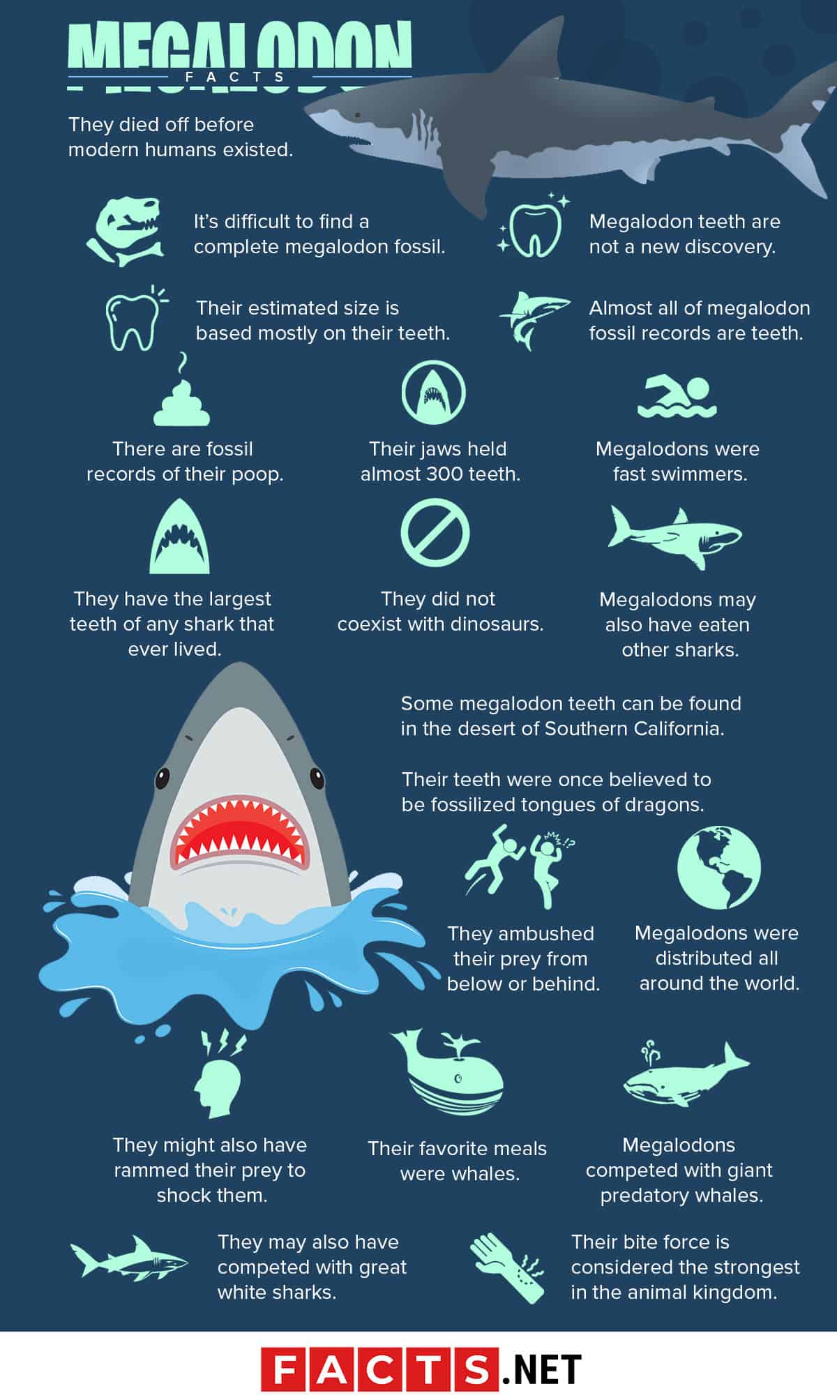 60 Massive Megalodon Facts About the Biggest Shark Ever - Facts.net