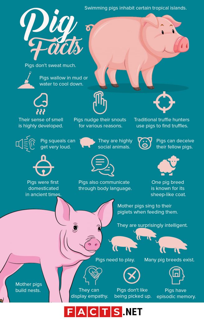 50 Pig Facts That Will Make You Squeal With Joy