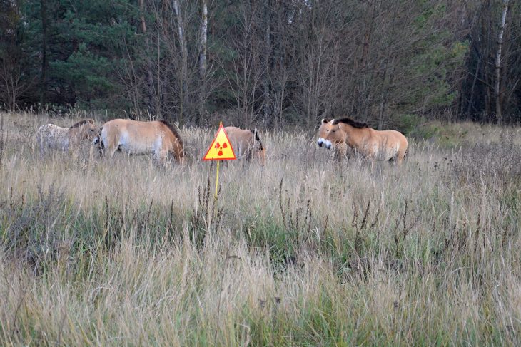 30 Fascinating Facts About The Chernobyl Animals