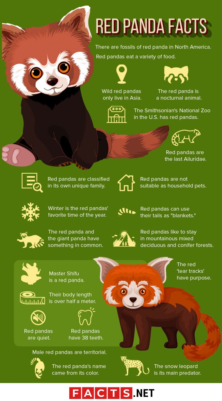 Diet Of The Red Panda