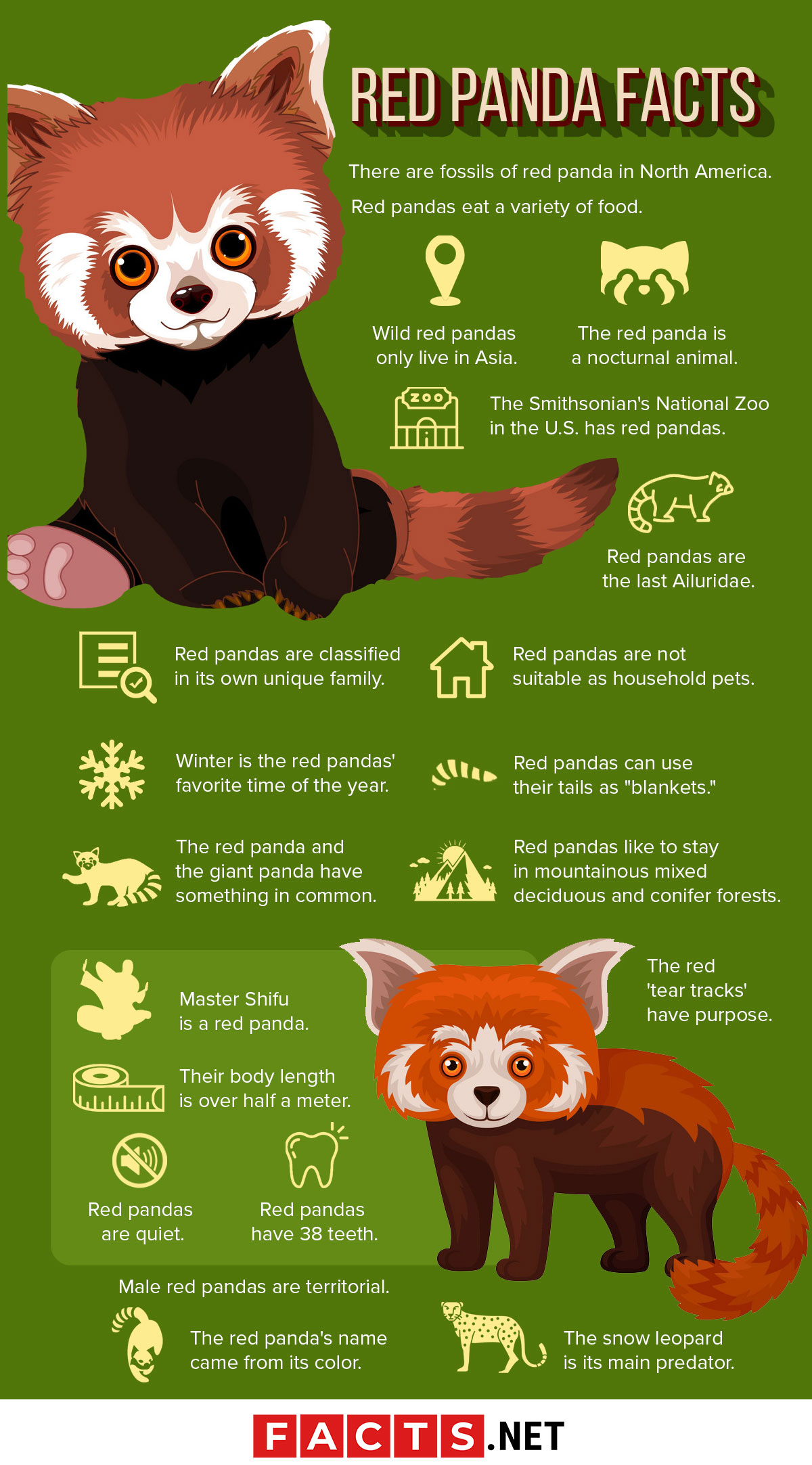 Red Panda Fact Sheet, Blog, Nature