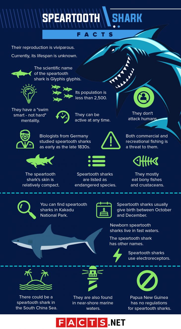 40 Speartooth Shark Facts About The Glyphis Glyphis - Facts.net