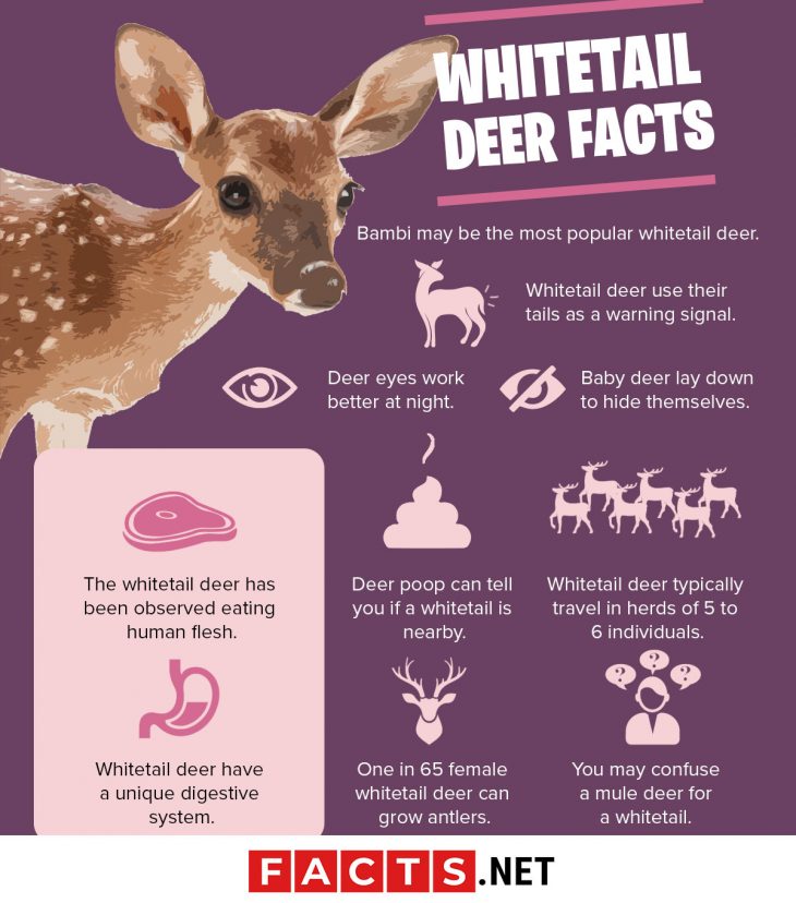 30 Curious Whitetail Deer Facts That Will Surprise You   Whitetail Deer Facts 730x828 