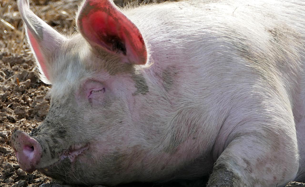 50 Pig Facts That Will Make You Squeal With Joy