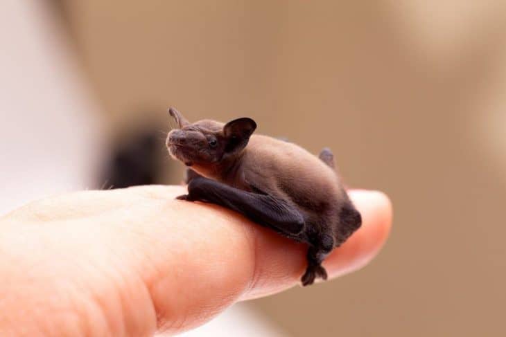 bumblebee bat, world's smallest bat, world's smallest mammal