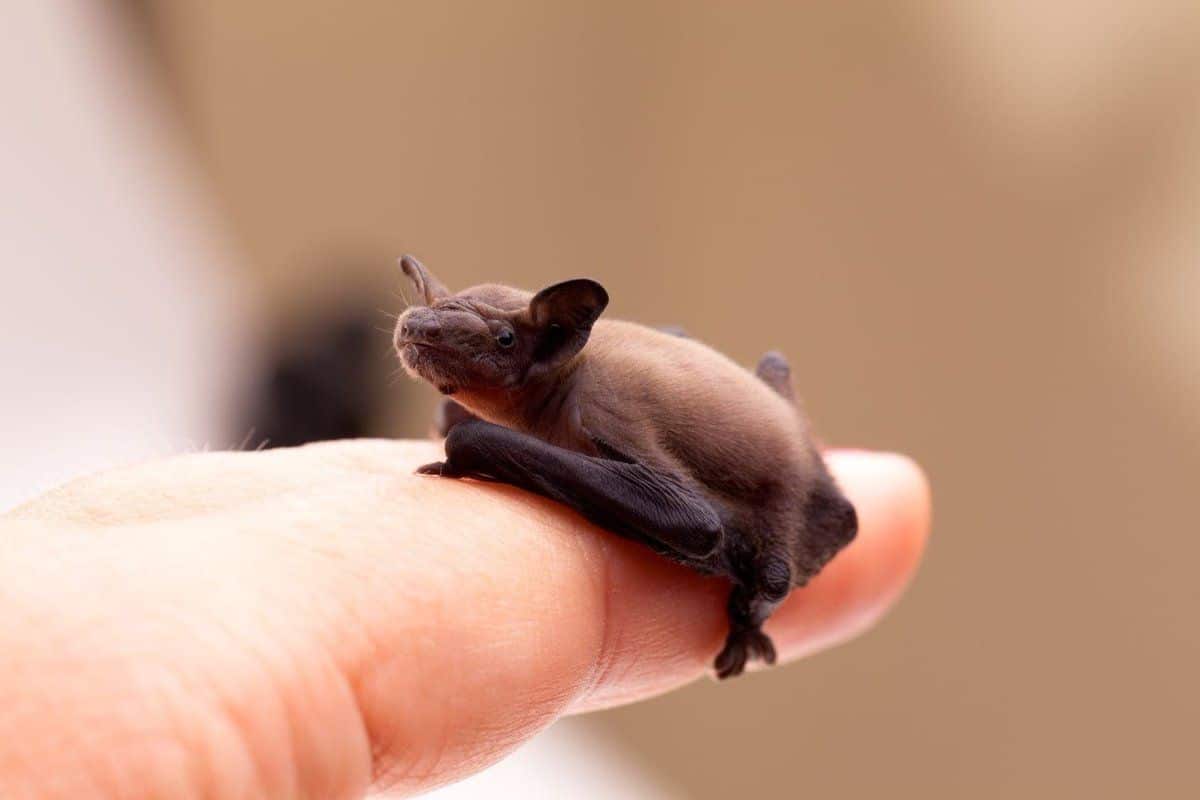 30 Adorable Facts About The Bumblebee Bat You Should Know Facts