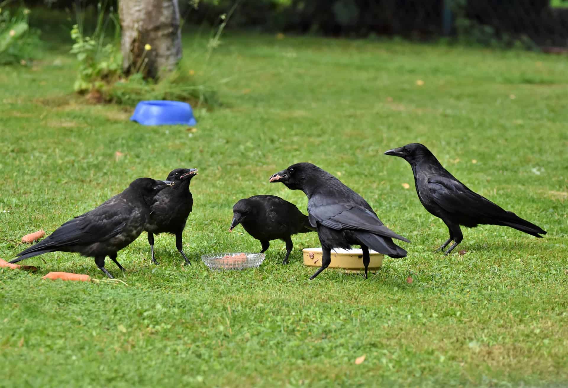 Rook - Bird Factfile