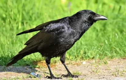 50 Clever Crow Facts About The Worlds Smartest Birds