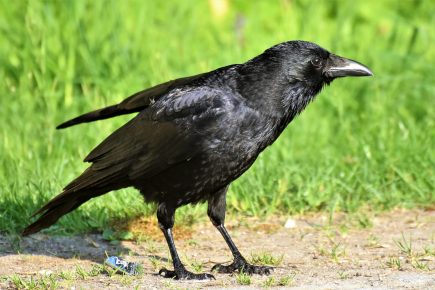 CROW BIRD FACTS FOR KIDS intelligence overview