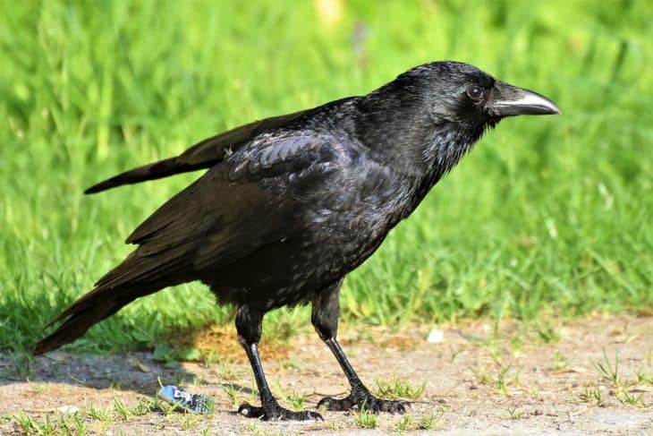 Crow Facts, Grass, Nature