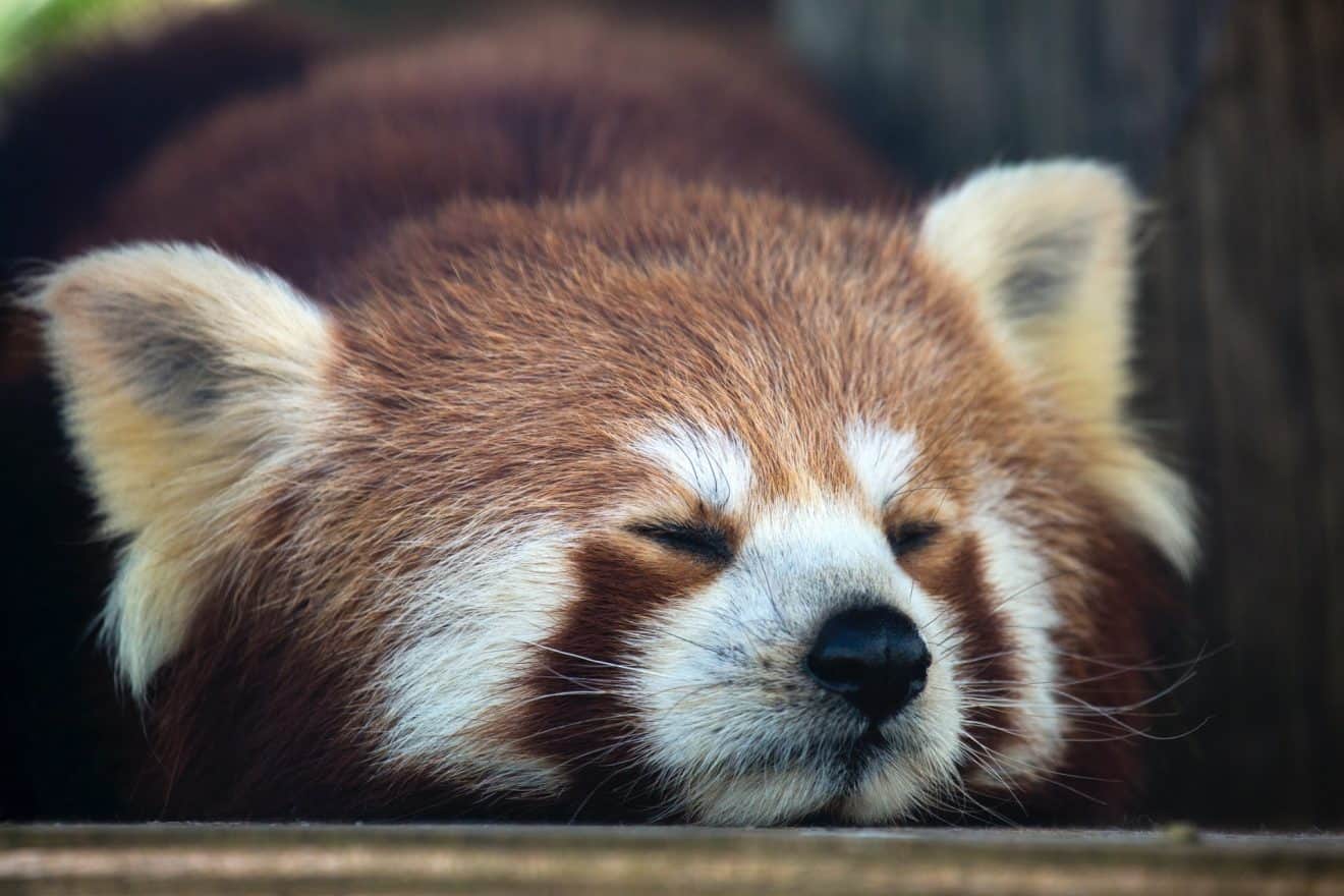 50 Adorable Facts About The Red Pandas You Have To Know