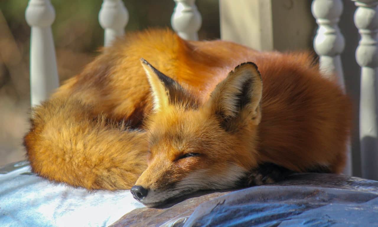 50 Fox Facts & Secrets You Want To Know 