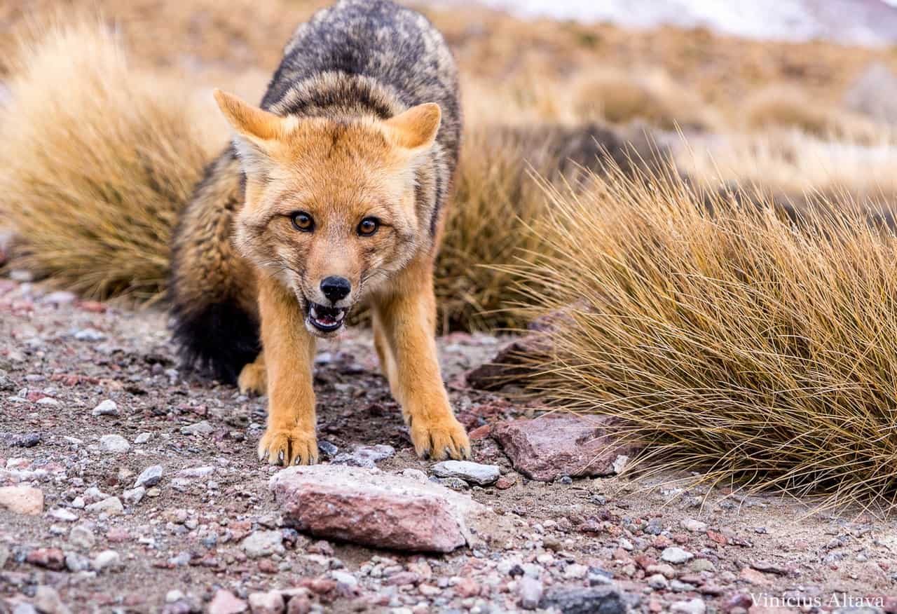 50 Fox Facts & Secrets You Want To Know 