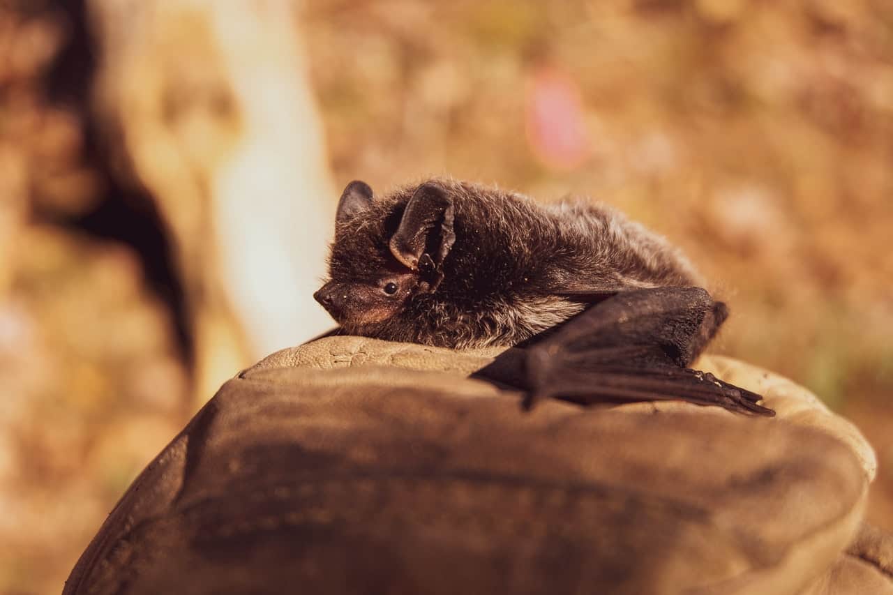 Bat Facts
