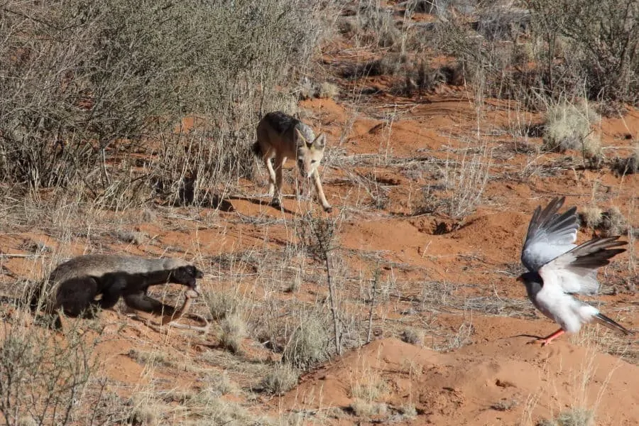 Hechos sobre el tejón de la miel, chacal, azor, serpiente, tejón de la miel comiendo serpiente