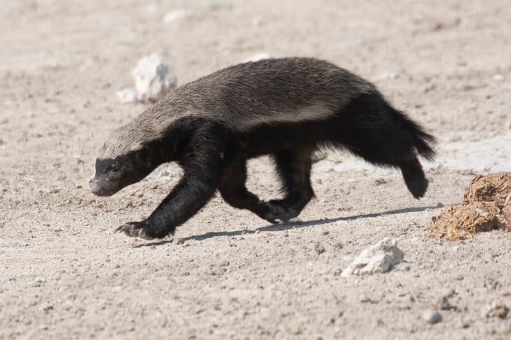 10 Facts You Probably Didn't Know About The Honey Badger