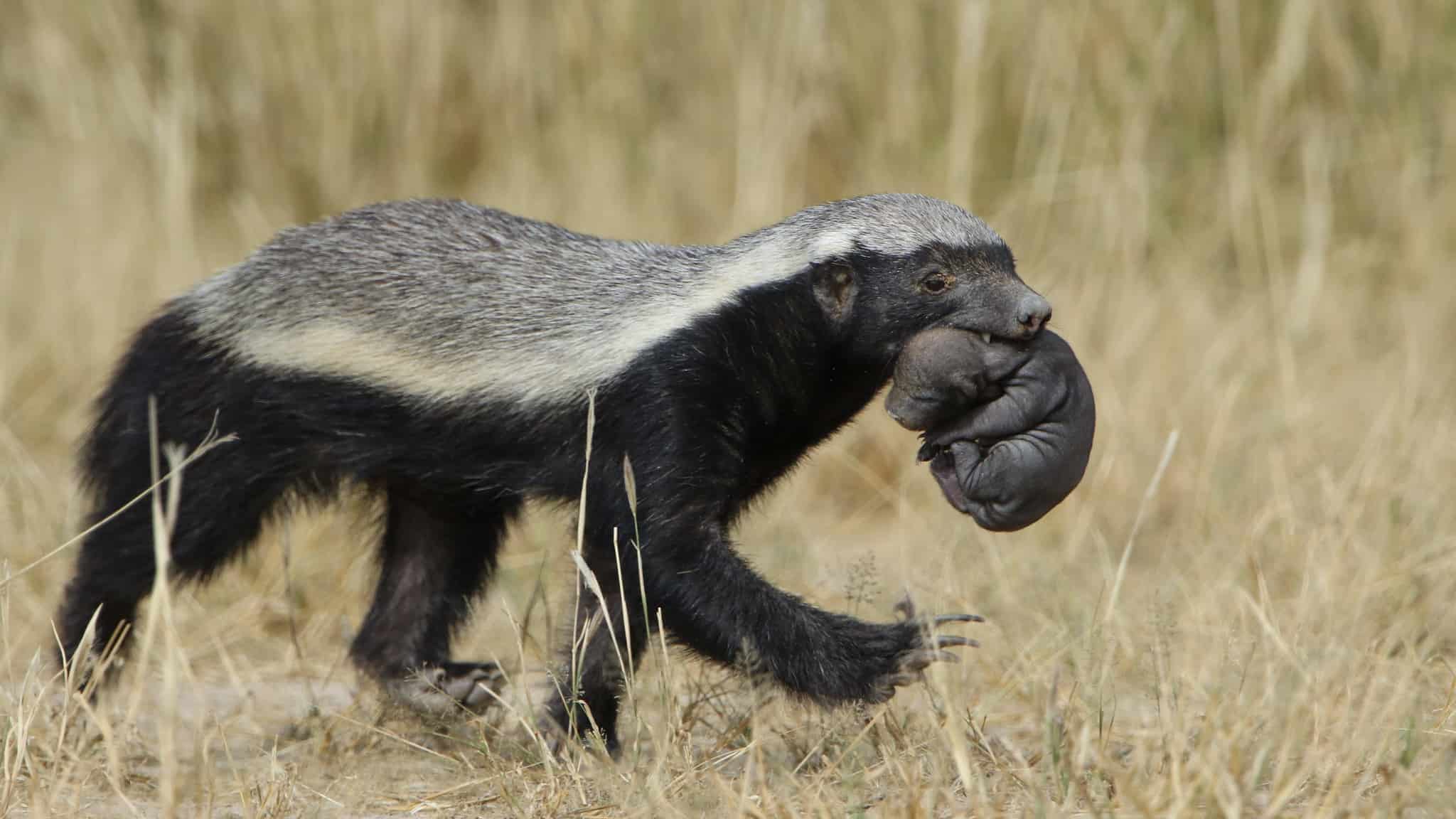 14 Honey Badger Facts - Fact Animal