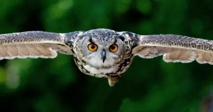 owl organic chemistry solutions manual