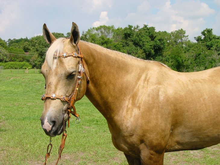 palomino horse