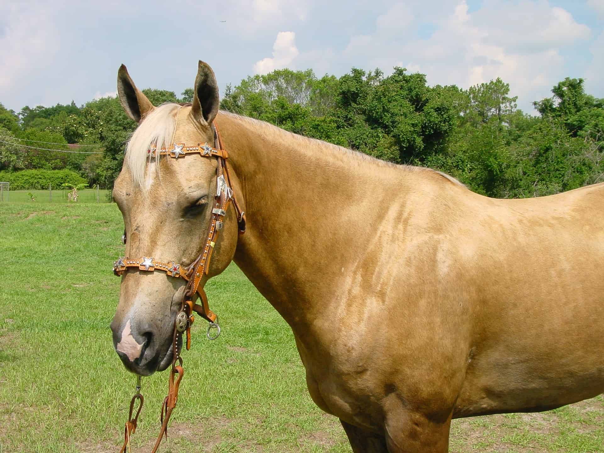 palomino horse with black mane