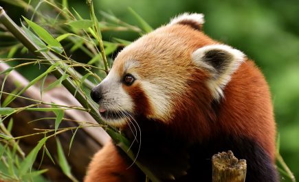 50 Adorable Facts About The Red Pandas You Have To Know - Facts.net