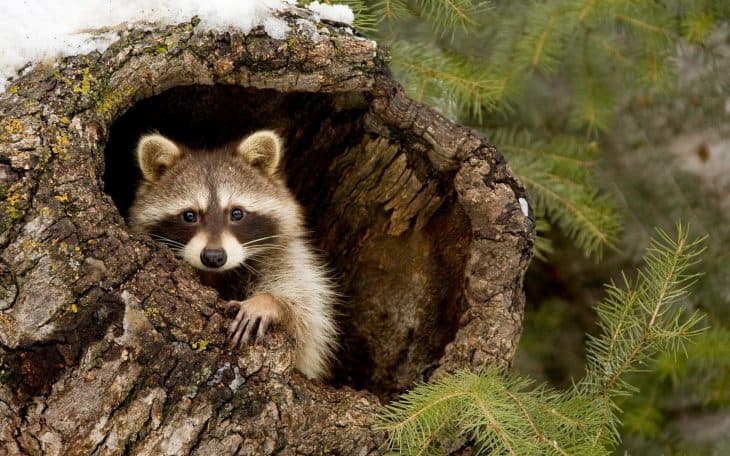 Raccoon Facts, Raccoon Diet, Raccoon Habitat, Nature, Tree