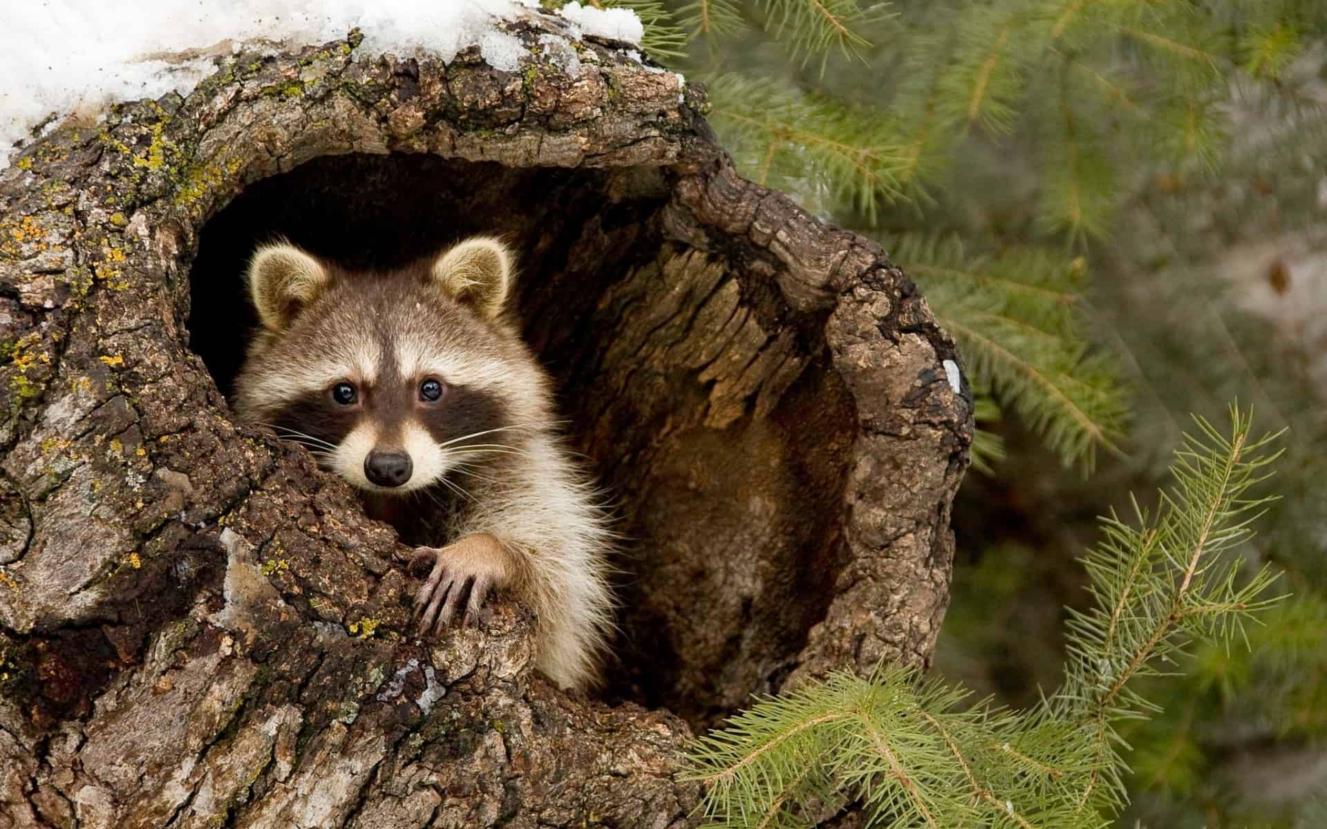 Do Raccoons hibernate in the summer?