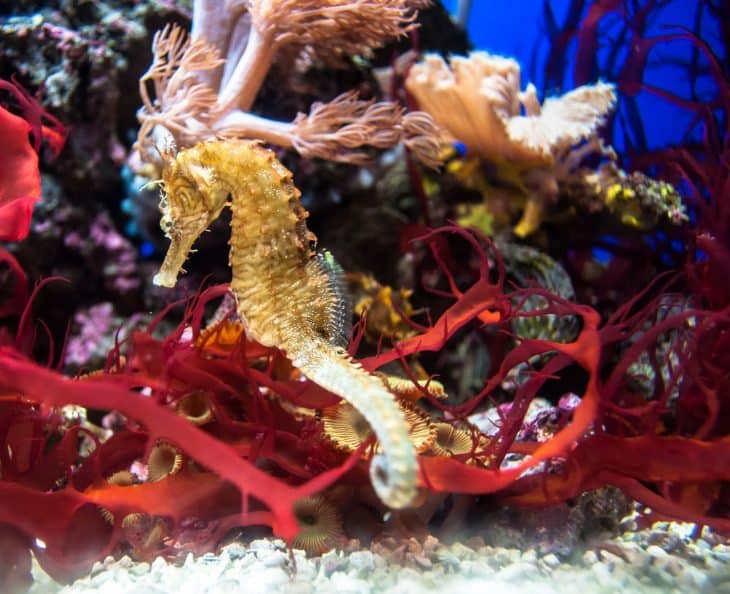 Taking care of seahorses sale