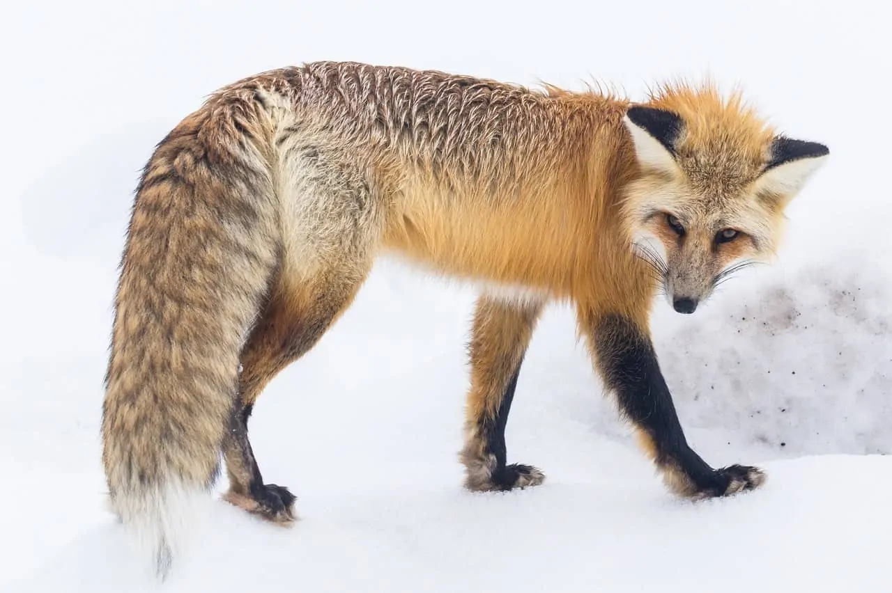 50 Fox Facts & Secrets You Want To Know 