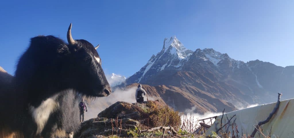 breakfast around the world, yak butter tea