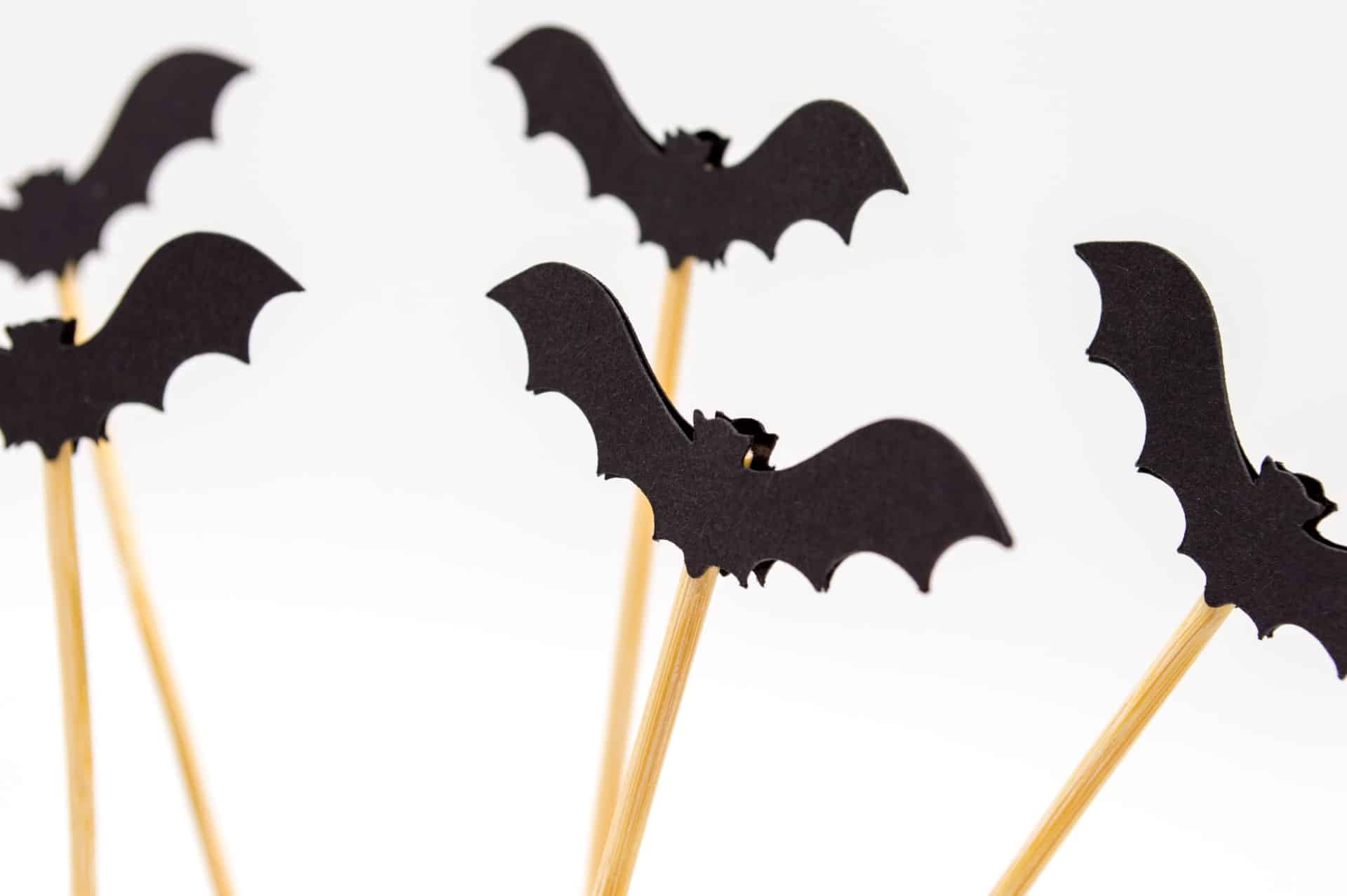 Bat Facts