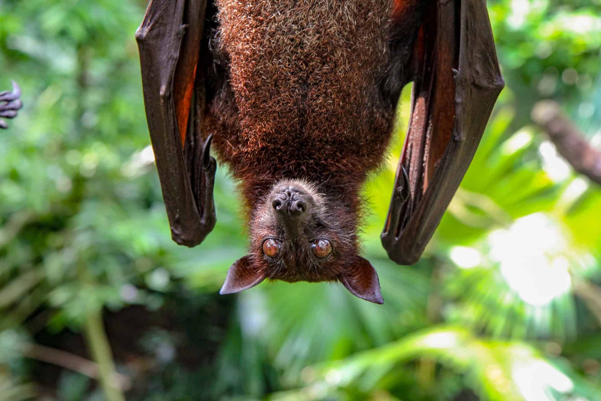 100 Amazing Bat Facts That You Never Knew About