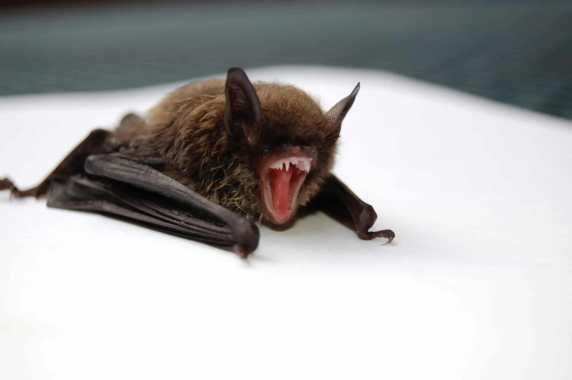 Bats Make Good Neighbors: Ten Facts That May Surprise You