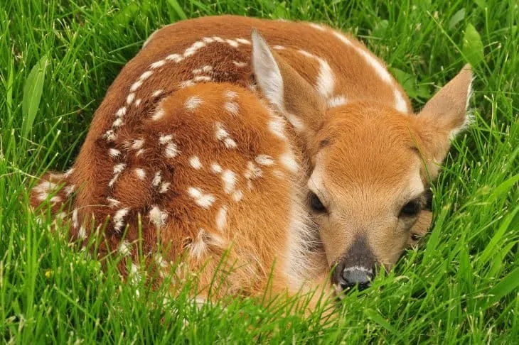 whitetail deer