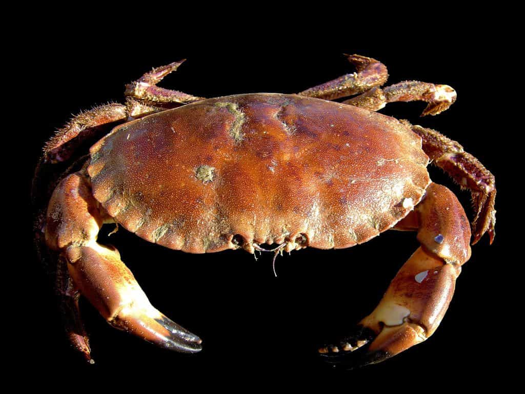 50 Surprising Crab Facts That You Never Knew About