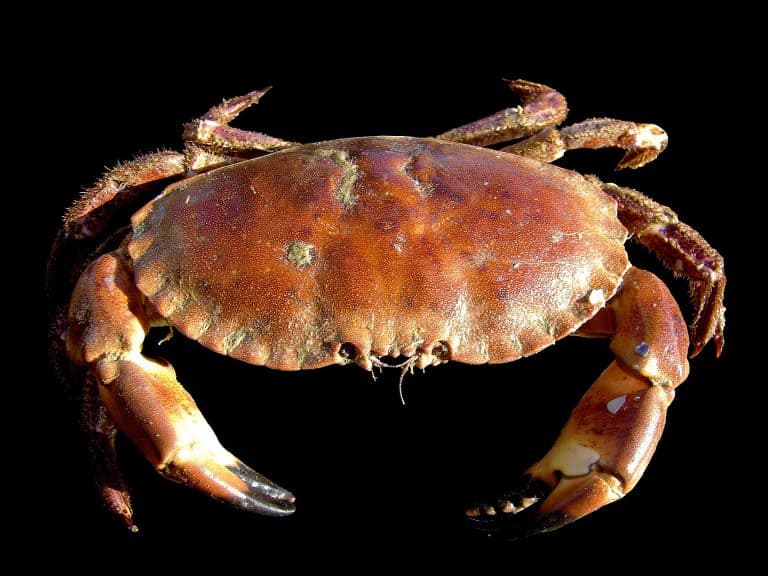 50 Surprising Crab Facts That You Never Knew About