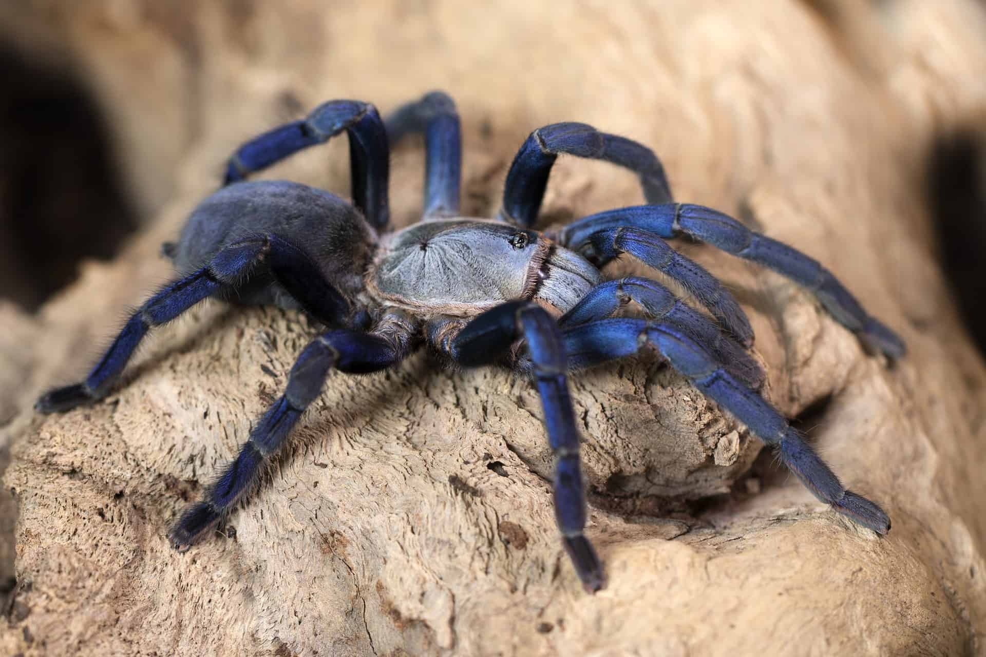 Himalayan Blue Hair Spider - wide 2